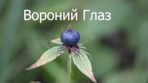 5 Самых опасных растений России - вы обязаны это знать!