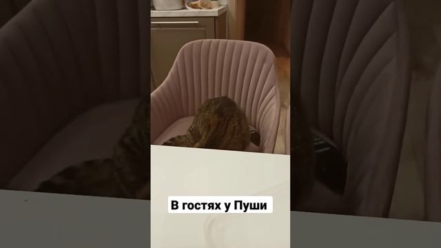 В гостя у кота Пуши! смотреть онлайн