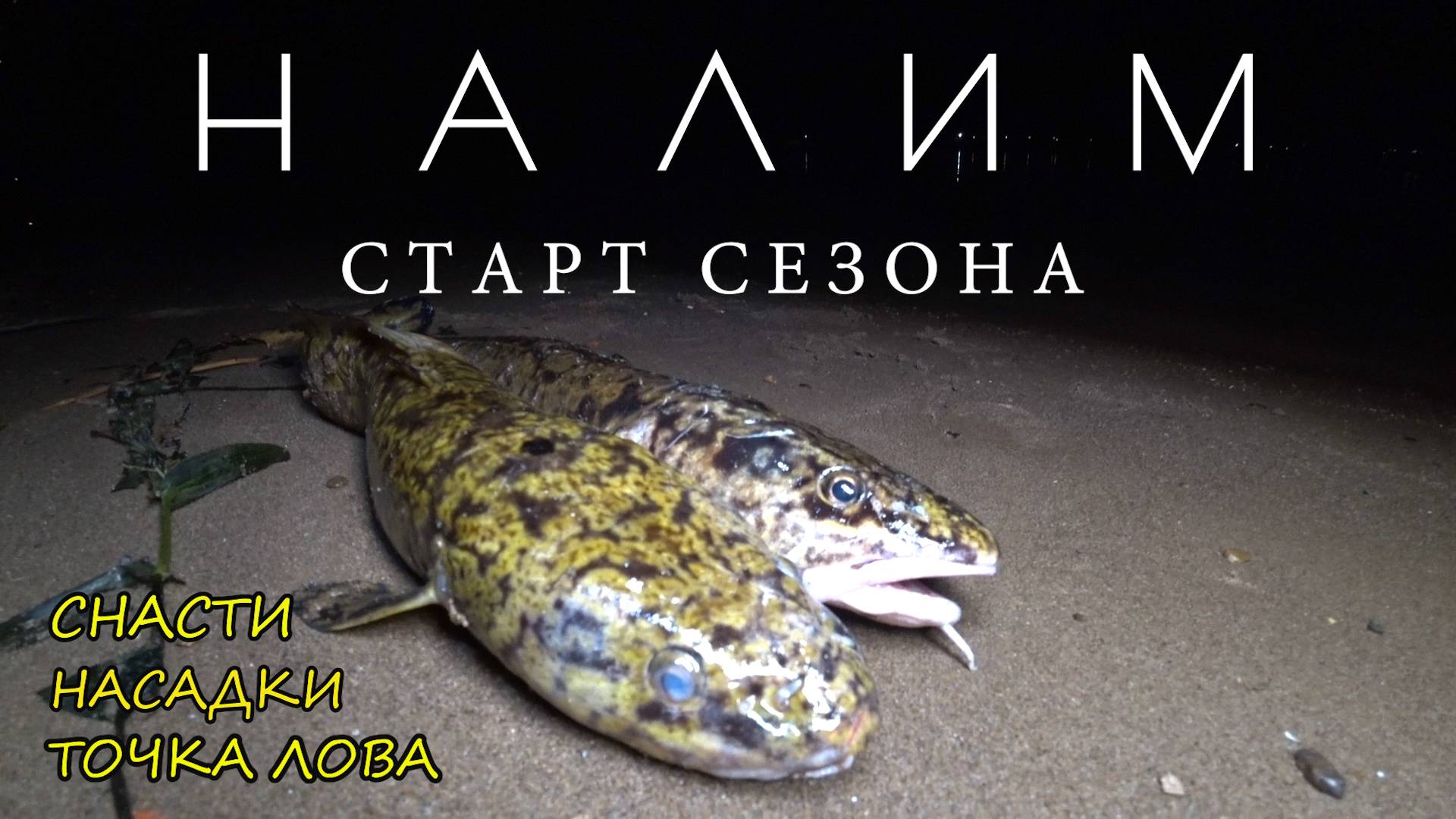 Открытие СЕЗОНА 2024-25 по налиму! Что нужно для ловли налима с берега? Снасти, насадка смотреть онлайн