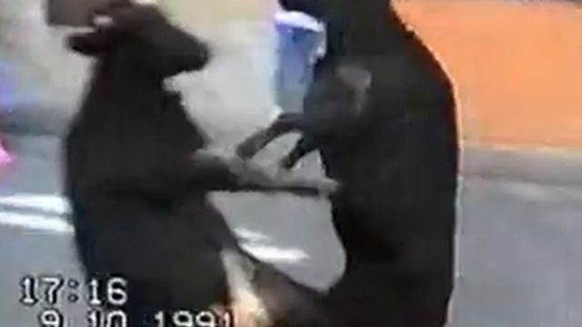 2 быка смотреть онлайн