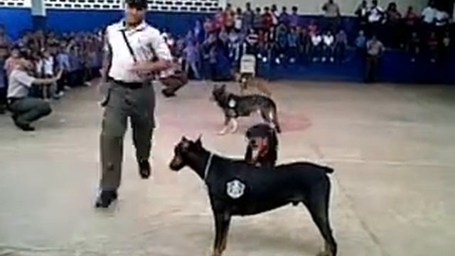 presentacion en el chepo escuela primaria duque смотреть онлайн