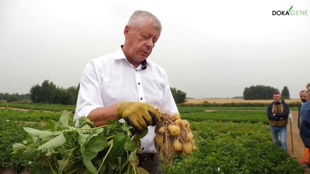 DokaGene сорт картофеля собственной селекции - ПРАЙМ смотреть онлайн