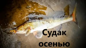 КАК ЛОВИТЬ СУДАКА ОСЕНЬЮ? ПРИМАНКИ И МЕСТА ДЛЯ ЛОВЛИ СУДАКА В ОСЕННЕЕ ВРЕМЯ.