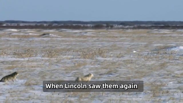 Wolves Wanted to Attack Him, So He Quickly Climbed a Tree, Then Something Unbelievable Happened! смотреть онлайн