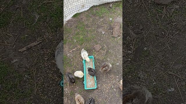 Дохнут пачками///Цыплята//Целый скотомогильник//Ужас смотреть онлайн