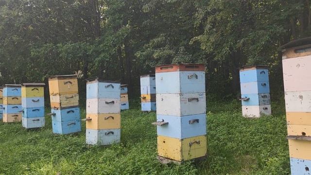 500+ Залог сильных семей - удачная борьба с клещом. смотреть онлайн