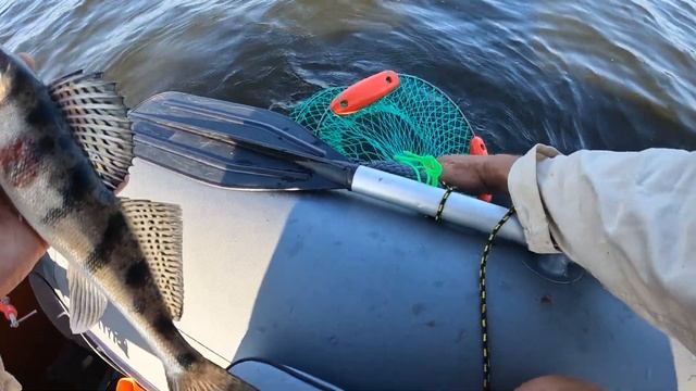 Бершиное ЭЛЬДОРАДО. Сразу выехал на точку с последней рыбалки и не пожалел. Берш ловился на ура. смотреть онлайн