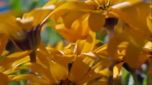 Весну звали