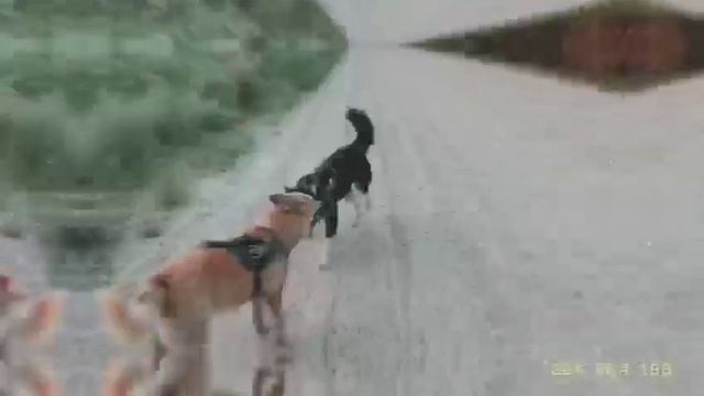 Клёпа и Рыж