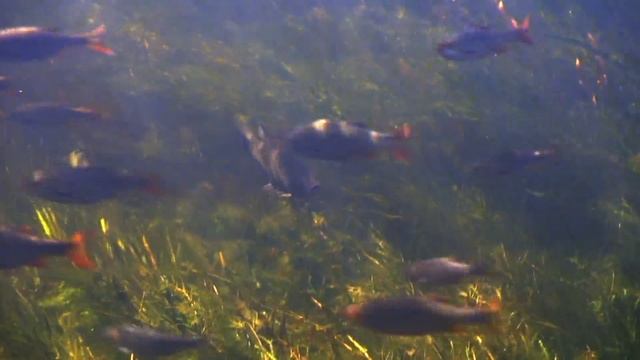 Астрахань. Подводная охота.