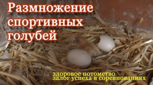 Разведение спортивных голубей