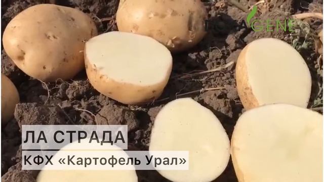 DokaGene: сорт ЛА СТРАДА смотреть онлайн