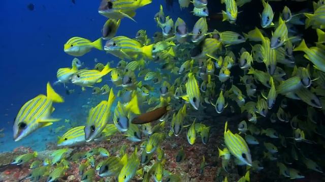 YellowFishCloseUp Windows 7 Background (Dreamscene) смотреть онлайн