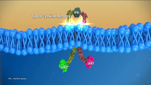 JAK/STAT Signaling Transduction Pathways смотреть онлайн