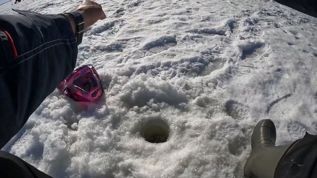 Только успевай подсекать. Плотва поклевала, наслаждая своими поклевками. Отличная погода и солнце! смотреть онлайн