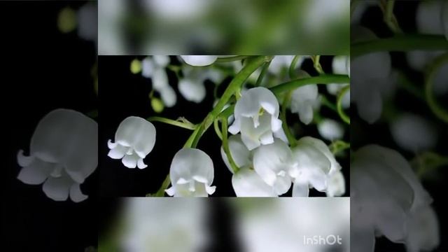 কবিতা 'ফুলসাজি 'কবি _প্রবীর মুখোপাধ্যায় recitation by Dolly Khatun . смотреть онлайн