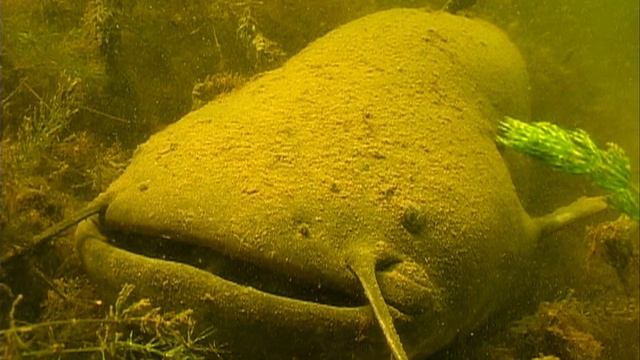 Подводный мир