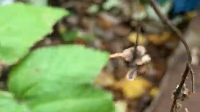 Малина нуждается в обрезке смотреть онлайн