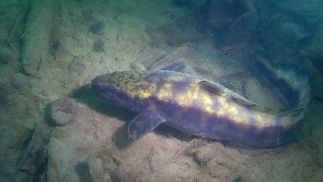 О чём молчат рыбы.40 Налим и ёрш под водой.