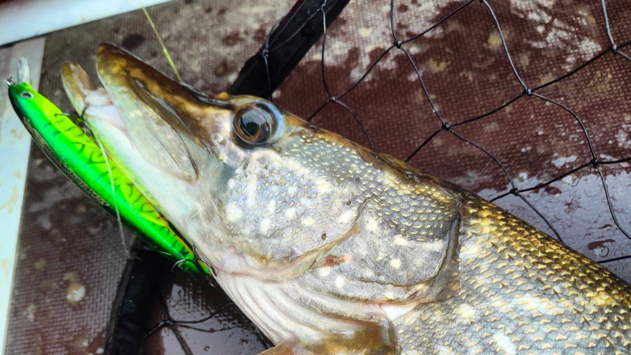 Рыбалка.Ловля осенью на спиннинг.Подобрал рабочий воблер на щуку.Как поймать щуку на спиннинг. смотреть онлайн