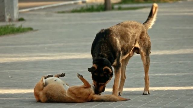 Dog walk | Dog training |Pets Pardise... смотреть онлайн