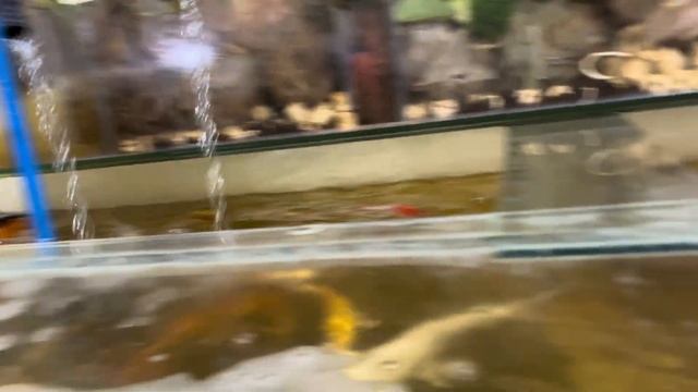 RESUN AIR COMPRESSOR UPGRADE (MALAKAS NGA BA?) FISH ROOM UPDATE THOUSANDS OF ORNAMENTAL FISH! смотреть онлайн