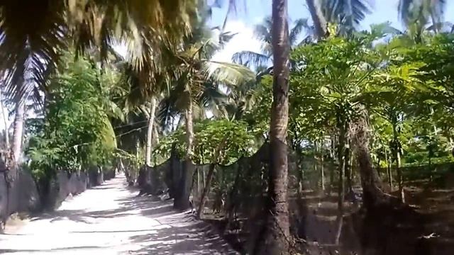 Остров Тодду Мальдивы, Прогулка часть 1 Аллея смотреть онлайн