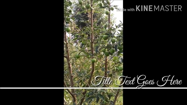 Greenismith Apple ( Challenger Italy) variety смотреть онлайн