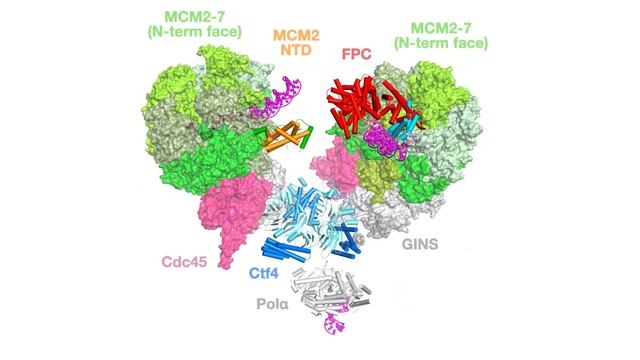 Structural Mechanisms for Replicating DNA in Eukaryotes: Supplemental Video 2 смотреть онлайн