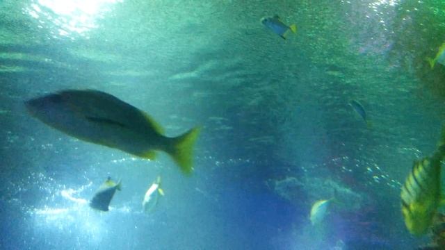 Океанариум, Санкт-Петербург, Дед-мороз под водой, акулы и скаты смотреть онлайн