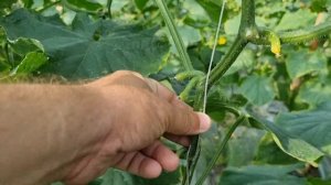 Супер гибрид огурца от Seminis. Фрост F1, ждём с нетерпением эту новинку в России.