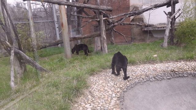 Черни ягуари Жан и Жак в Софийския зоопарк смотреть онлайн