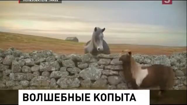 Танцующий лунную походку пони взорвал интернет смотреть онлайн