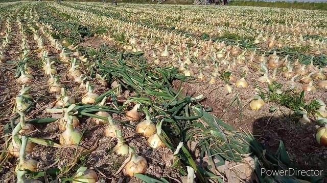 Harvesting Bulb Onion | Life in South Korea 🇰🇷 смотреть онлайн