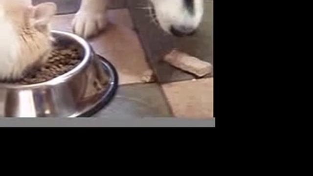 There's a Cat Eating Your Dinner! смотреть онлайн