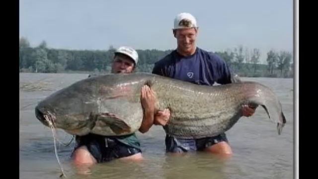 momomomo poker face смотреть онлайн