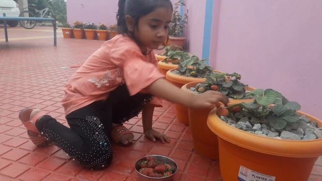 😍Finally Plucking 🍓Strawberries🍓 From My Gardern || Little Angel Mahi Vlogs | #littleangelmahivlogs смотреть онлайн