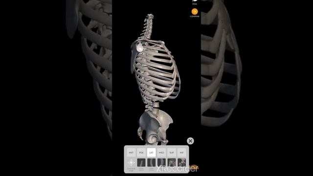 Anatomy 3D Atlas смотреть онлайн