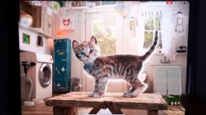 FUNNIEST CUTE LITTLE KITTEN ADVENTURE - MY FAVOURITE KITTY AND ANIMALS FOR A SUPER DRESS-UP PARTY