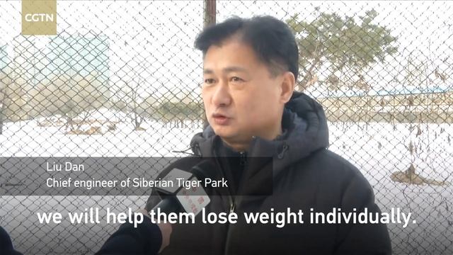 Overweight Siberian tigers become online sensation in China смотреть онлайн