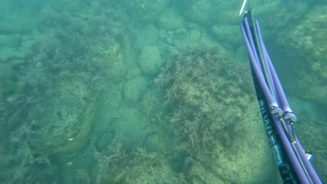 Охота с арбалетом на глубине. Подводная охота в чёрном море смотреть онлайн