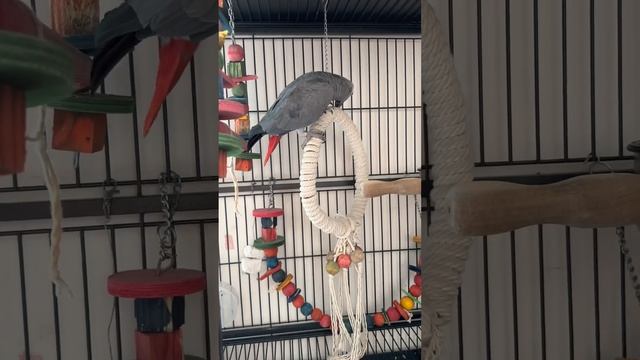 Talking African Grey parrot obsessed with Swing | Parrot Video of the day #crazyparrotcherry смотреть онлайн