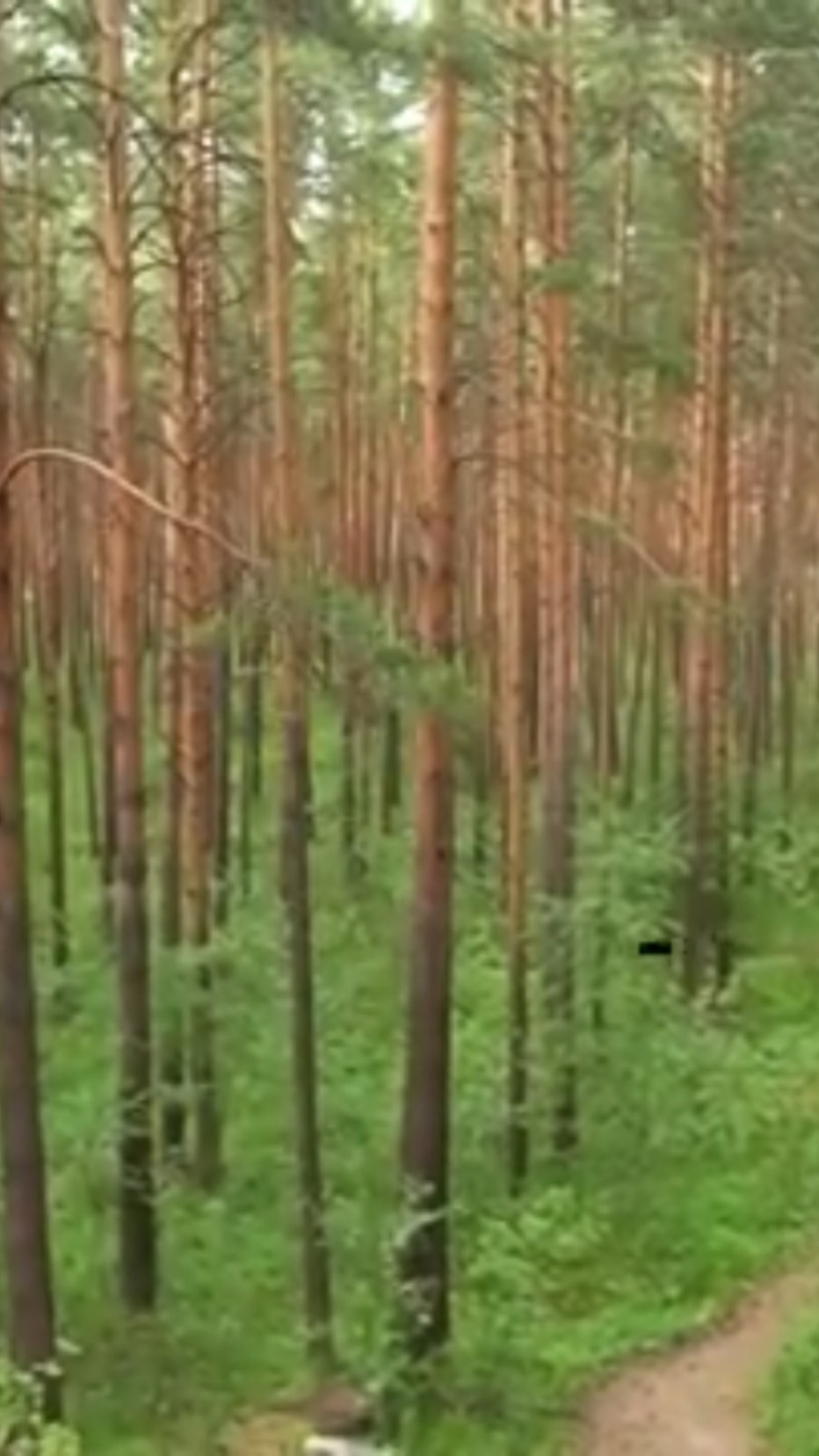 💚🐓Светоман🐓🧡