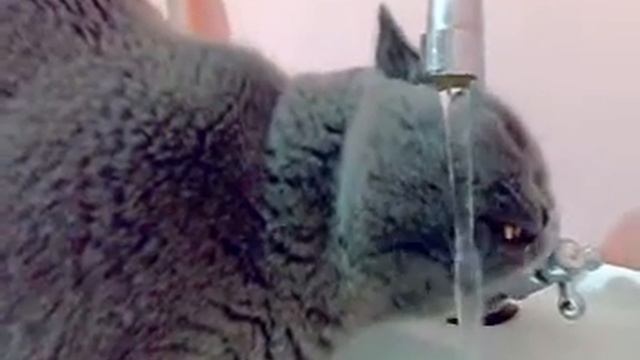 Тишка пьёт воду из крана смотреть онлайн