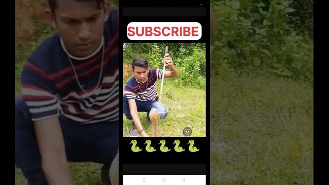 Most Beautiful And Dengerous Snake 🐍 in the world 🌎 смотреть онлайн