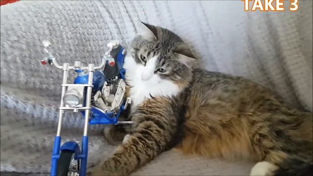 “Do Not Call Me Pussy Cat” Motorcycle Spring Collection Launch Nine 2018 смотреть онлайн