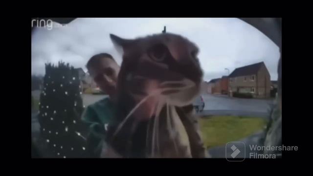 man holds cat up to doorbell camera iPhone call sound смотреть онлайн