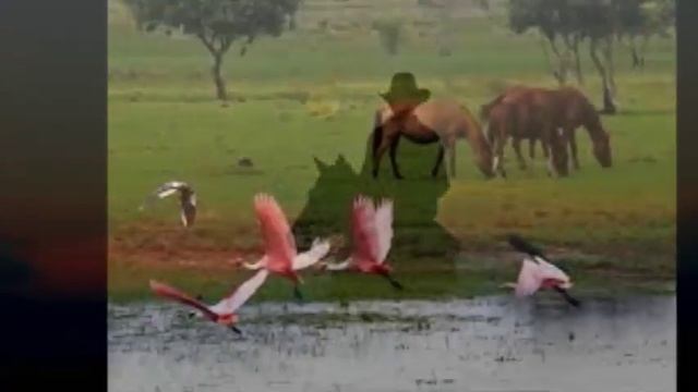 Ricardo Montero El Guacharaco Del Llano смотреть онлайн