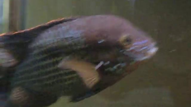 75 Gallon American Cichlid Tank - Jack Dempsey & Green Terror Update смотреть онлайн