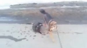 Кошка спасает собаку